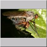 Empissp - Tanzfliege 04.jpg